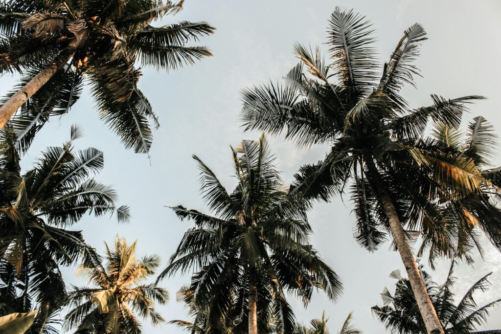 Palm Trees in Sky